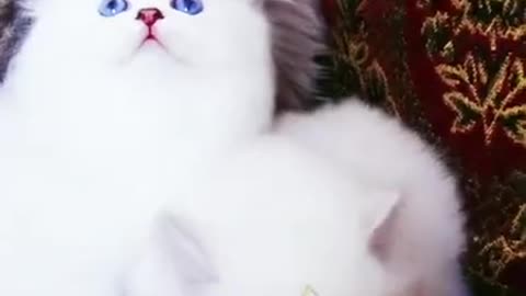 Most beautiful and cute baby cats