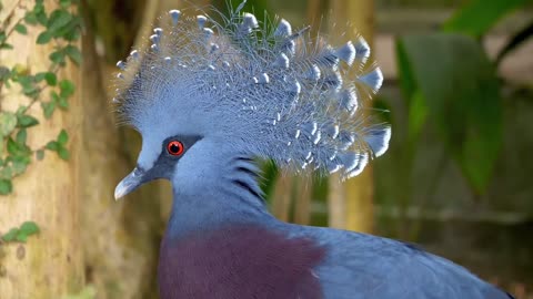 Blue Phoenix Crowned Dove