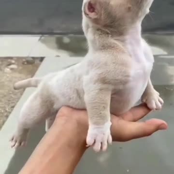 Pet enjoy the Sunday