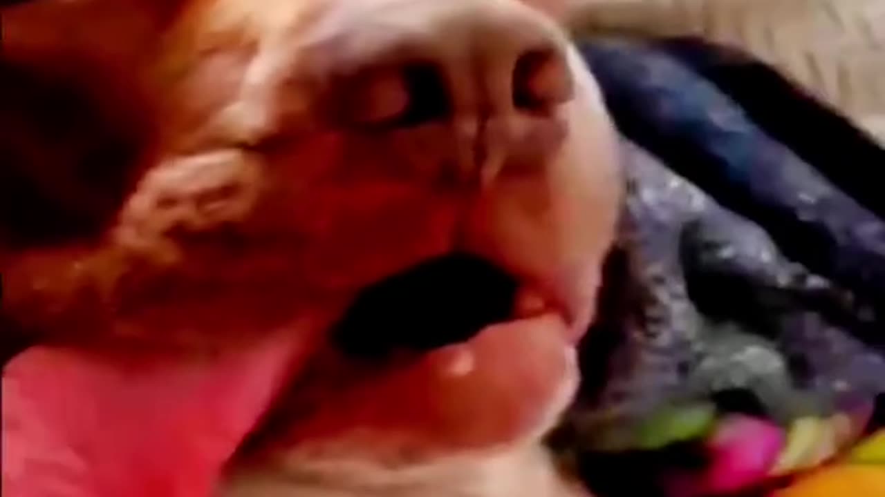 Funny animal videos that will make you laugh until you cry!