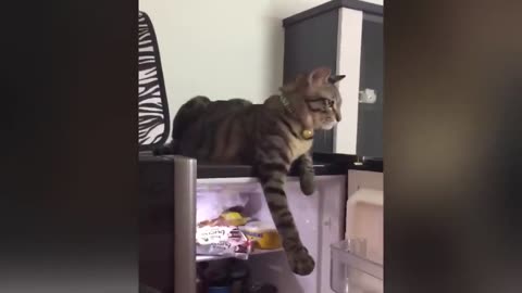 funny videos