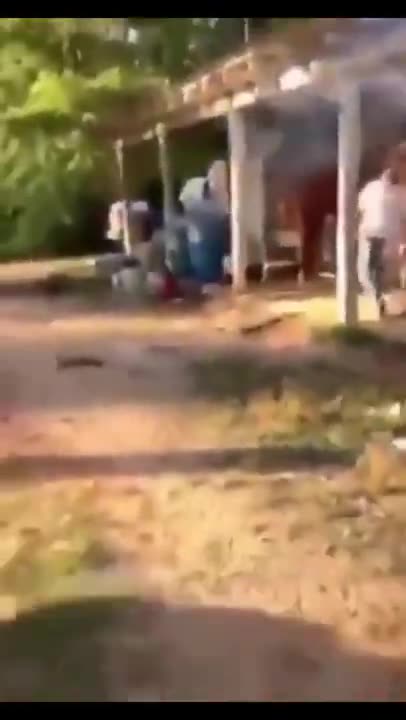 Try not to laugh🤣 Funny animals😹‖ #shorts #funnyvideos