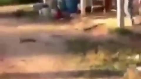 Try not to laugh🤣 Funny animals😹‖ #shorts #funnyvideos