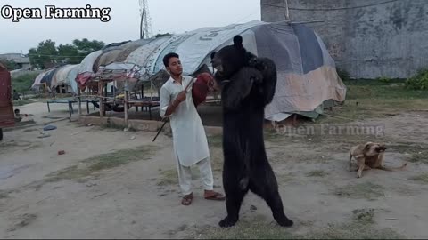 Best Bear Dance