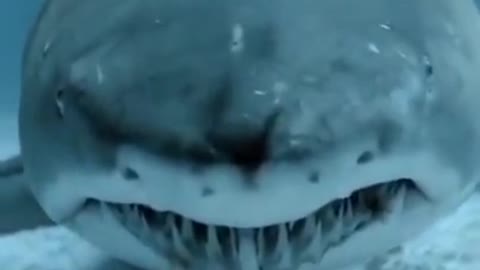 Shark has a Staring Contest with a Scuba Diver