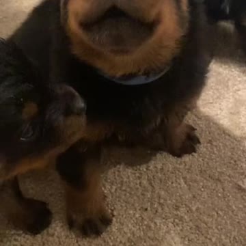 Amazing first howl of baby rottie