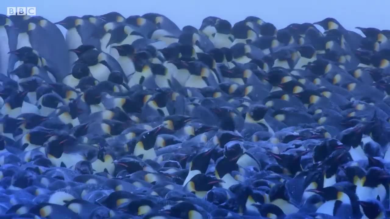 Emperor Penguin Mourns the Death of Chick | BBC Earth