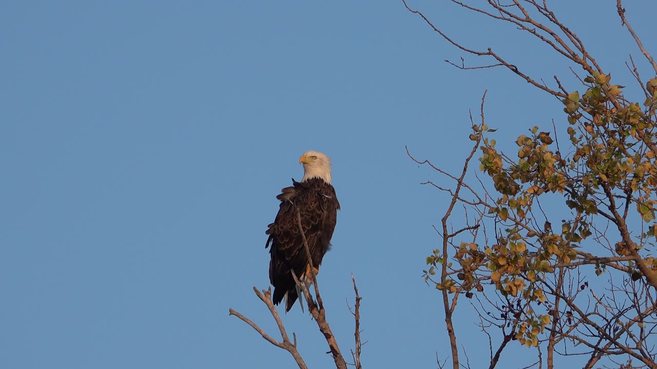 Bald Eagle Takes To Flight