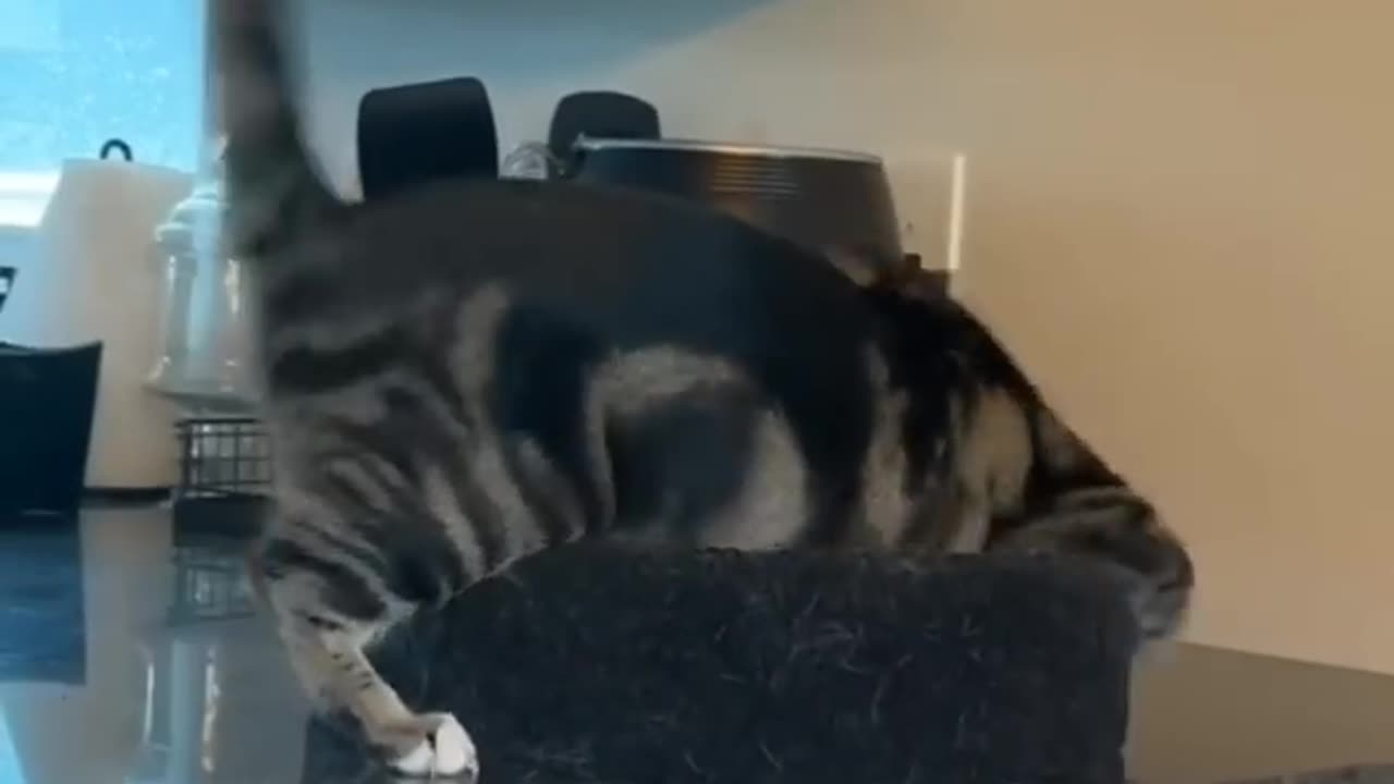 VERY FUNNY CATS and DOGS 🐱🐶 New Funniest Animals Videos 2023 😂