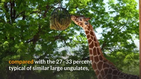 Giraffe || Description, Characteristics and Facts!