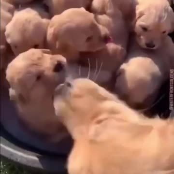 Laddu Key bhai Simba miliye