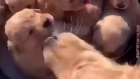 Laddu Key bhai Simba miliye