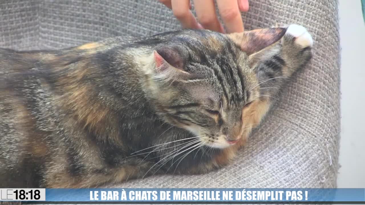 Depuis son ouverture, le bar à chats de Marseille ne désemplit pas