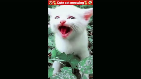 cute cat