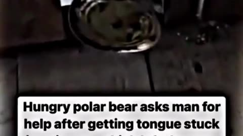 Man tries to help a polar bear! ❤️‍🔥🐻