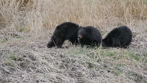 Black Bears on The Yellowstone River Bridge - The True Story