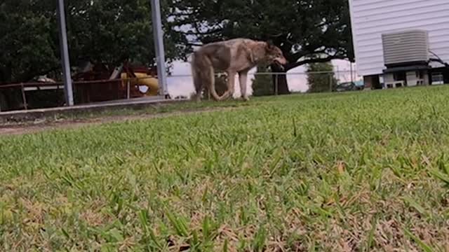 The season premiere of #PitBullsandParolees premieres tonight at 9p ET! #wolfdog #rescue #story