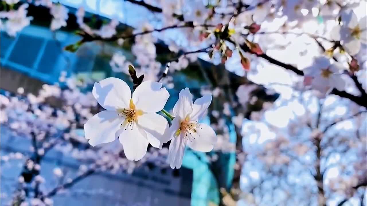 In spring, flowers are as beautiful as you!
