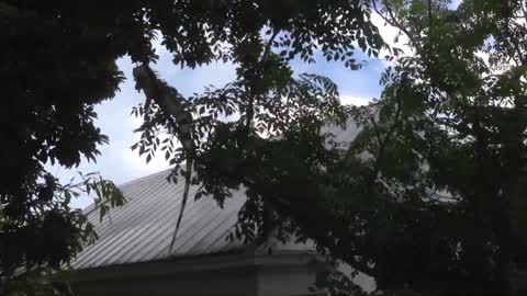 Iguana Falls Off Tree Branch While Trying to Go to Another Tree on Windy Day