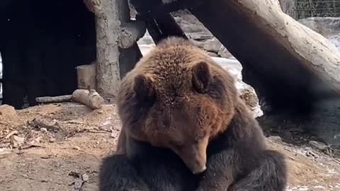 Brown bear