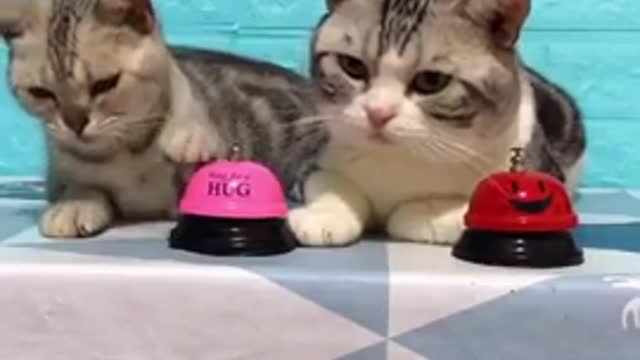 Smart Lovely Cat, black cat, cats, funny cats, funny cat videos