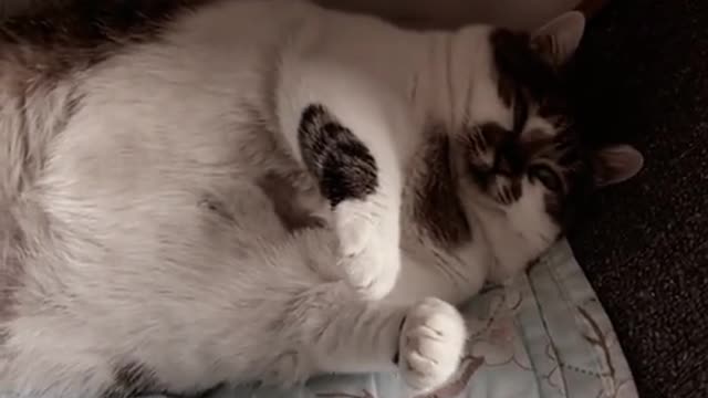 Healing is the best explanation, right?#pet #cat #fyp #cute