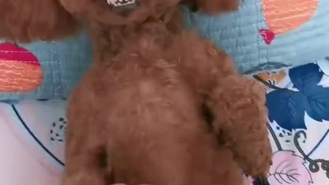 Funny Puppy