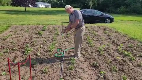 What Will Happen If We Plant Potatoes and Butternut Squashes Together? Idk Wish Us Luck