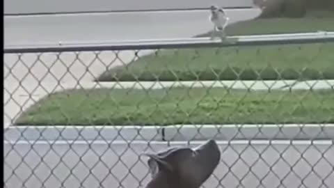 When a Bird Gives Up