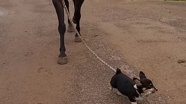 Corgi Puppy Leads Horsy Pal