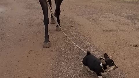 Corgi Puppy Leads Horsy Pal