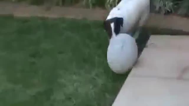 cute dog playing football of moments