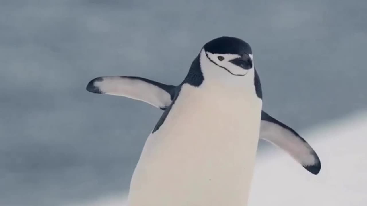 Chinstrap penguin's unique walk on ice #shorts #shortsvideo #video #viral