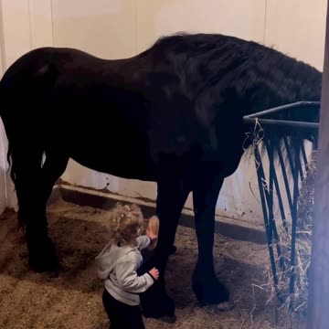 Sweetest friesian mare there is right here