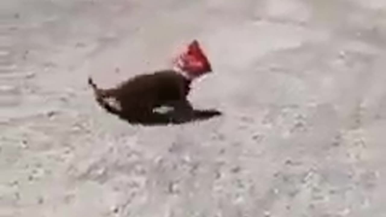 Cat Funny Video