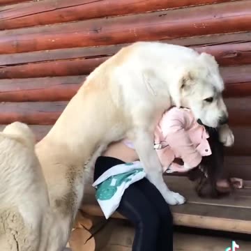 БАНДА МАРШАЛА И БУХАРЫ ДОЧЬ. 6 мес. +375447438506 ЩЕНКИ