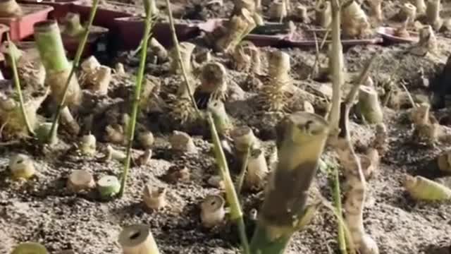 Trả lời