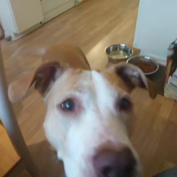 Diva the dog loves dog candy