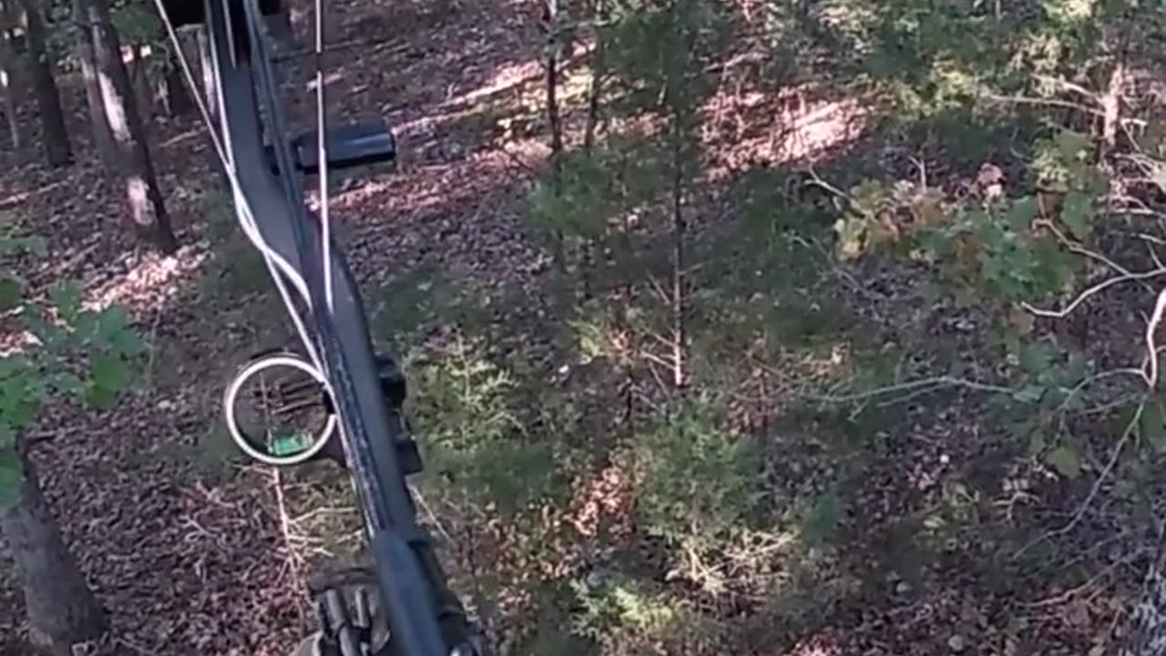 Bowhunting white tail deer