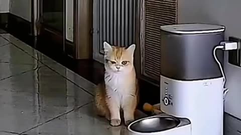 Funny cat