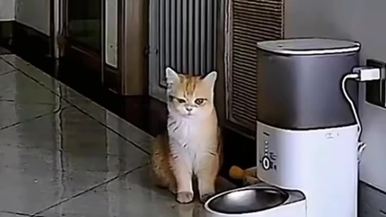 Funny cat