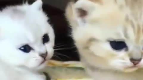 Cute Kittens Cats Meowings