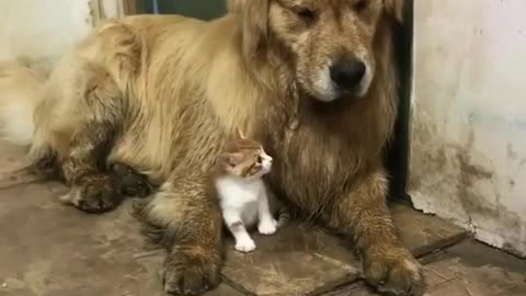 Big dog and little cat