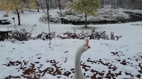 The swan is as white as snow