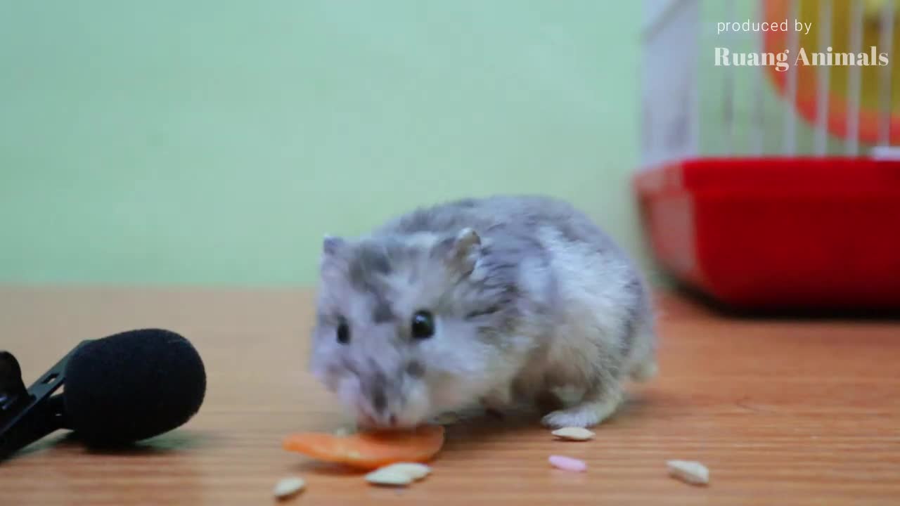 Makan Malam Hamtaro Dengan Wortel dan Kuaci