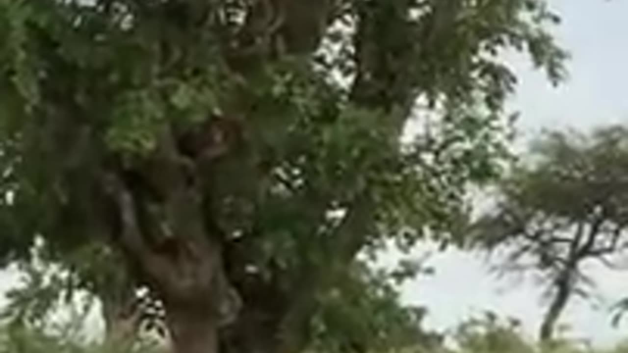 Lion vs baboon rare found video see this