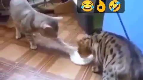 2 cats sharing food whit each other lol