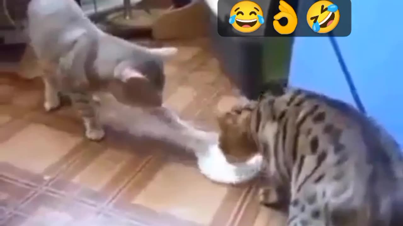 2 cats sharing food whit each other lol