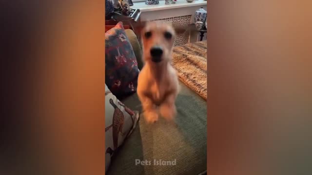 Best Funny Dogs Videos