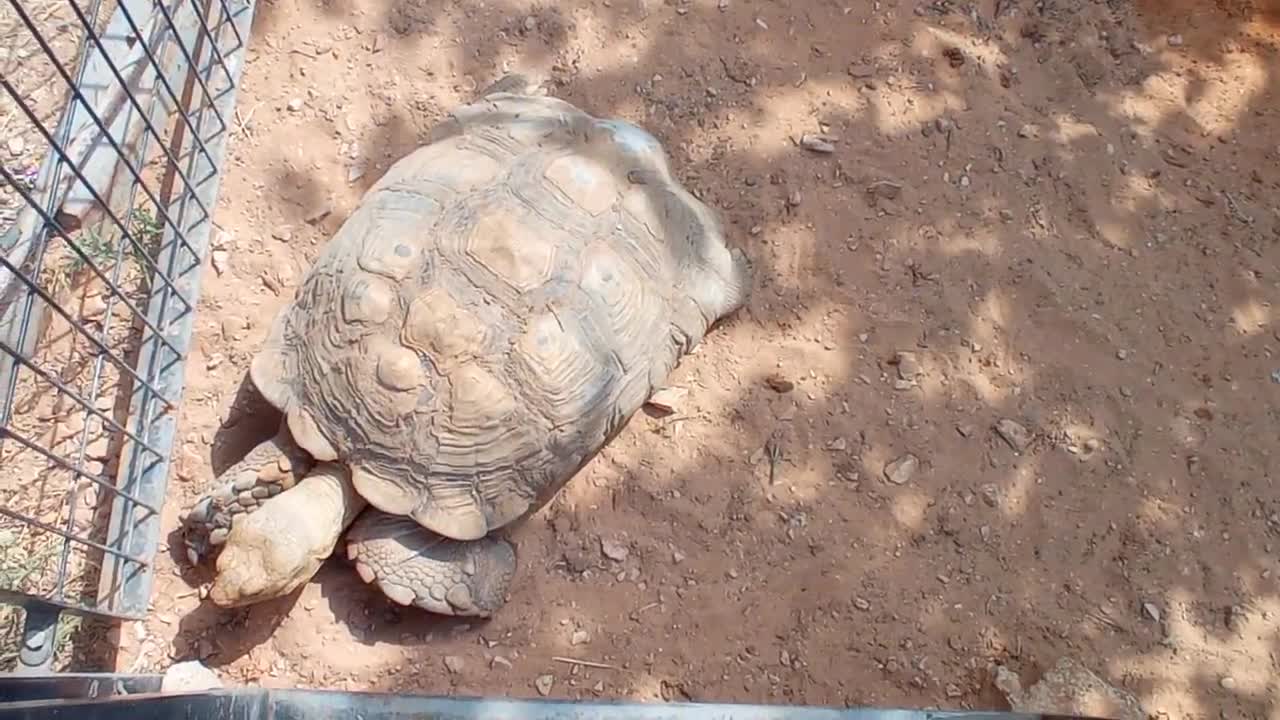 HUGE FAT TORTOISE TRYING TO ESCAPE AFTER TORTOISE STEALS HIS FOOD SPIKE GOES CRAZY-4